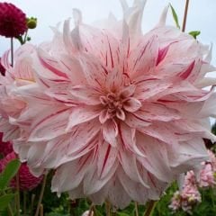 Cafe au Lait Twist Dev Dahlia Yıldız Çiçeği Kök - Dalya - Patates Çiçeği  - Soft Pembe Ebruli