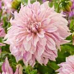 Cafe au Lait Twist Dev Dahlia Yıldız Çiçeği Kök - Dalya - Patates Çiçeği  - Soft Pembe Ebruli