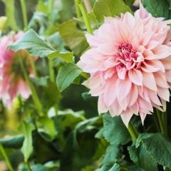 Cafe au Lait Twist Dev Dahlia Yıldız Çiçeği Kök - Dalya - Patates Çiçeği  - Soft Pembe Ebruli