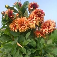Dazzlıng Magıc Dev Dahlia Yıldız Çiçeği Kök - Dalya - Patates Çiçeği  - Turuncu