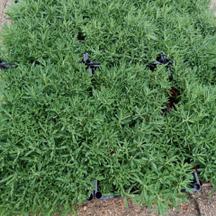 Lavanta Fidanı – Lavandula Angustifolia Q15 Saksıda