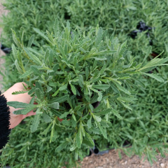 Lavanta Fidanı – Lavandula Angustifolia Q15 Saksıda