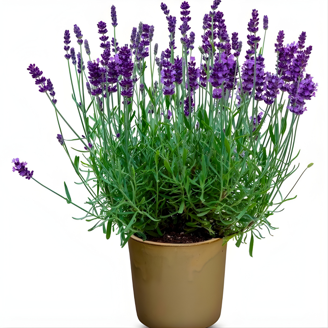 Lavanta Fidanı – Lavandula Angustifolia Q15 Saksıda