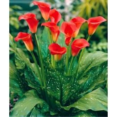 Blood Mary Calla Lilly - Gala Çiçeği Yumrusu - Kırmızı