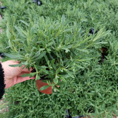 Lavanta Fidanı – Lavandula Angustifolia ( 1 kasa - Q15 Saksıda 15 adet )