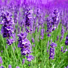 Lavanta Fidanı – Lavandula Angustifolia ( 1 kasa - Q15 Saksıda 15 adet )