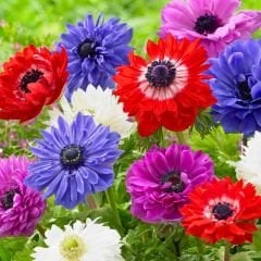 Anemone St Brigid Mixed Soğanı