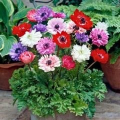 Anemone St Brigid Mixed Soğanı