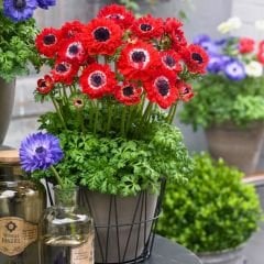 Anemone St Brigid Mixed Soğanı