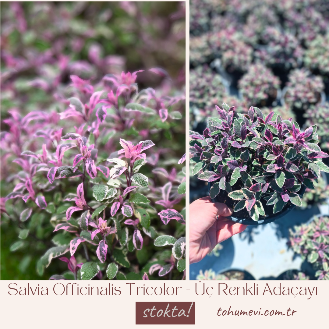 Salvia Officinalis Tricolor - Üç Renkli Adaçayı 2 Litre Saksıda