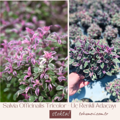 Salvia Officinalis Tricolor - Üç Renkli Adaçayı 2 Litre Saksıda