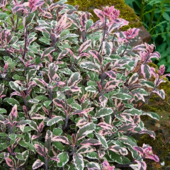 Salvia Officinalis Tricolor - Üç Renkli Adaçayı 2 Litre Saksıda