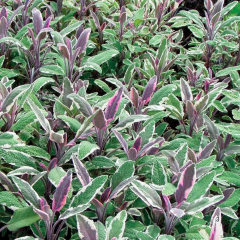 Salvia Officinalis Tricolor - Üç Renkli Adaçayı 2 Litre Saksıda