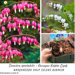 Dicentra spectabilis – Kanayan Kalpler Çiçeği - 10 cm Potta