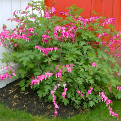 Dicentra spectabilis – Kanayan Kalpler Çiçeği - 10 cm Potta