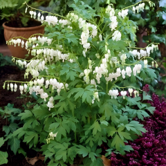 Dicentra spectabilis – Kanayan Kalpler Çiçeği - 10 cm Potta