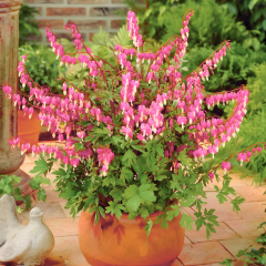 Dicentra spectabilis – Kanayan Kalpler Çiçeği - 10 cm Potta