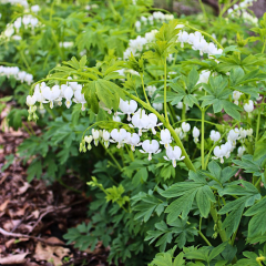 Dicentra spectabilis – Kanayan Kalpler Çiçeği - 10 cm Potta