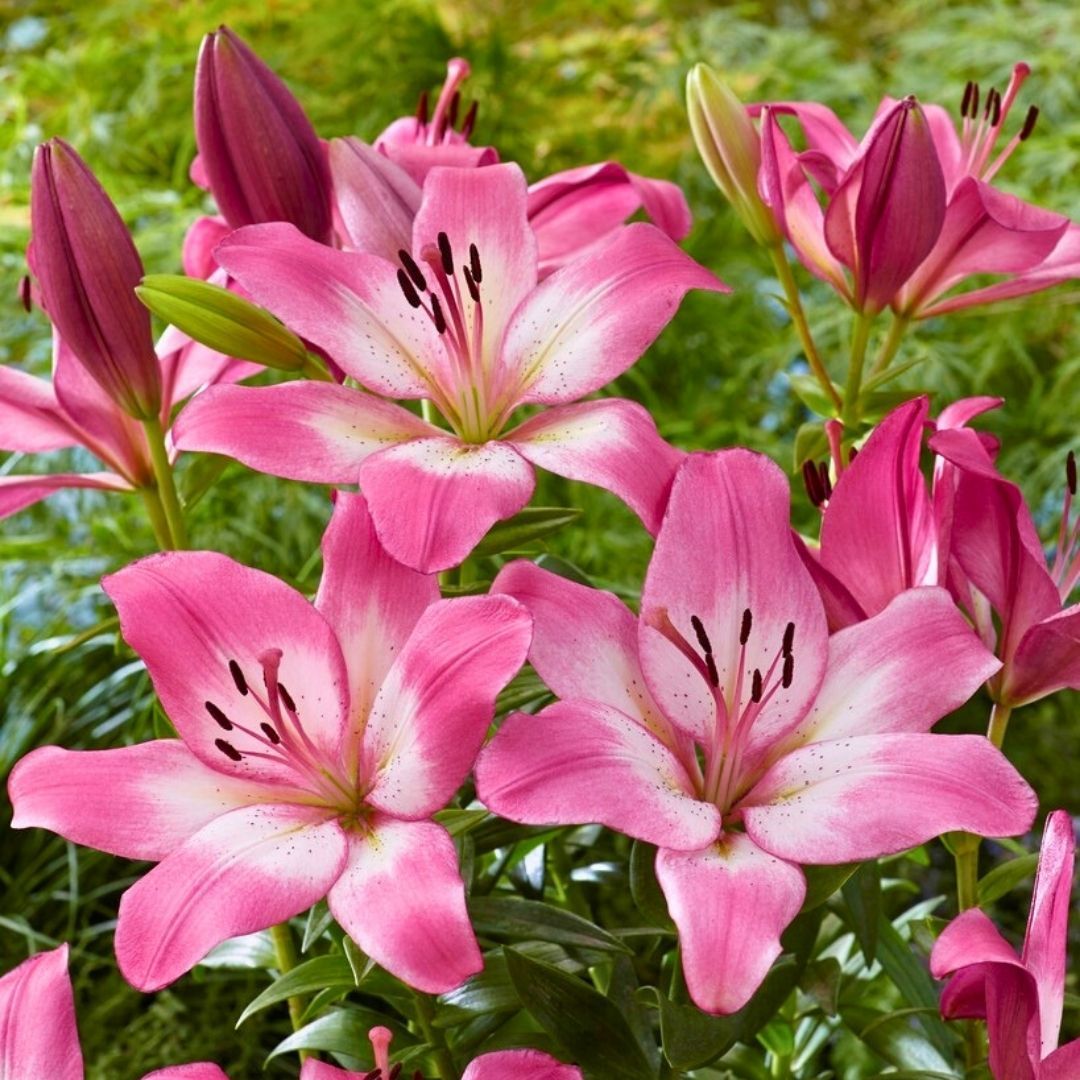 Palene Lilium Çiçeği Soğanı - Lilyum - Pembe