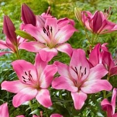 Palene Lilium Çiçeği Soğanı - Lilyum - Pembe