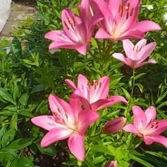 Palene Lilium Çiçeği Soğanı - Lilyum - Pembe