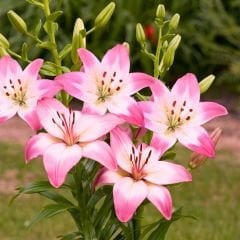 Palene Lilium Çiçeği Soğanı - Lilyum - Pembe