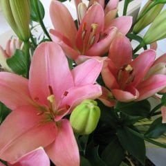 Brindisi Lilium Çiçeği Soğanı - Lilyum - Pudra