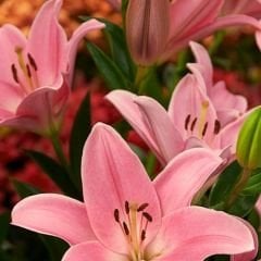Brindisi Lilium Çiçeği Soğanı - Lilyum - Pudra