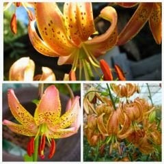 Peppart Gold Martagon Lily Soğanı - Lilyum