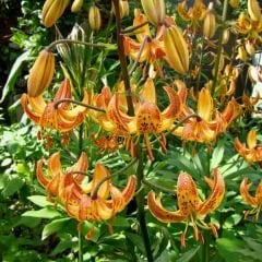 Peppart Gold Martagon Lily Soğanı - Lilyum