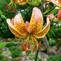 Peppart Gold Martagon Lily Soğanı - Lilyum