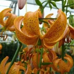 Peppart Gold Martagon Lily Soğanı - Lilyum