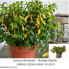 Justicia Floribunda – Brezilya Küpelis 15 cm Saksıda