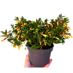 Justicia Floribunda – Brezilya Küpelis 15 cm Saksıda