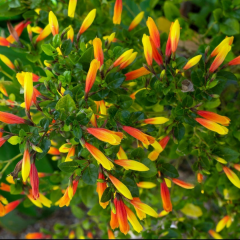 Justicia Floribunda – Brezilya Küpelis 15 cm Saksıda