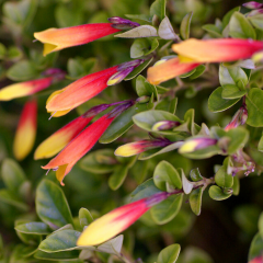 Justicia Floribunda – Brezilya Küpelis 15 cm Saksıda