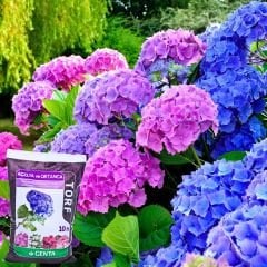 Genta Açelya ve Ortanca Torfu 10 Lt / Humus Katkılı Organik Ürün / Kullanıma Hazır İç Ve Dış Mekana Uygun