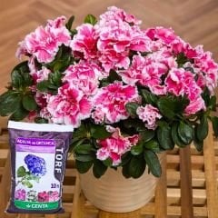 Genta Açelya ve Ortanca Torfu 10 Lt / Humus Katkılı Organik Ürün / Kullanıma Hazır İç Ve Dış Mekana Uygun