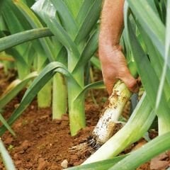 Pırasa Tohumu Geleneksel Soğuğa Dayanıklı - Allium Porrum