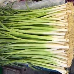 Pırasa Tohumu Uzun Bacak Geleneksel Soğuğa Dayanıklı - Allium Porrum