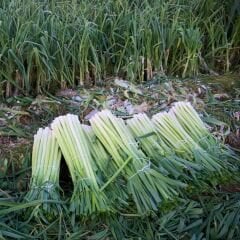 Pırasa Tohumu Uzun Bacak Geleneksel Soğuğa Dayanıklı - Allium Porrum