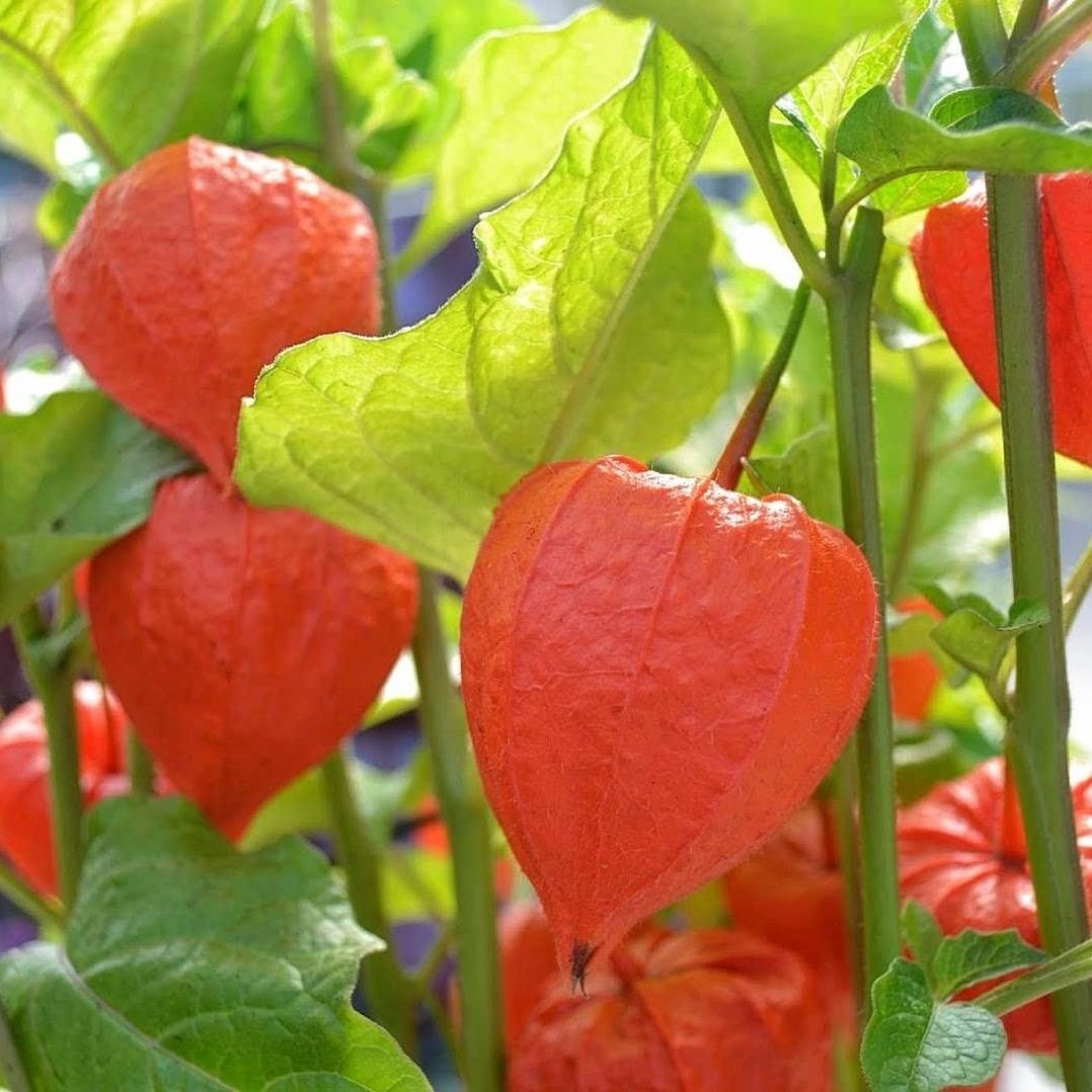 Altın Çilek Tohumu - İnka Eriği - Physalis Peruviana