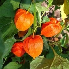 ﻿Altın Çilek Tohumu - İnka Eriği - Physalis Peruviana
