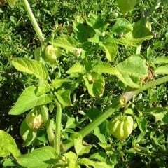 ﻿Altın Çilek Tohumu - İnka Eriği - Physalis Peruviana