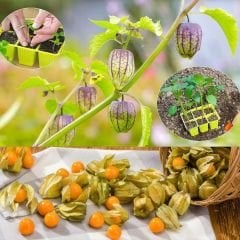Altın Çilek Tohumu - İnka Eriği - Physalis Peruviana