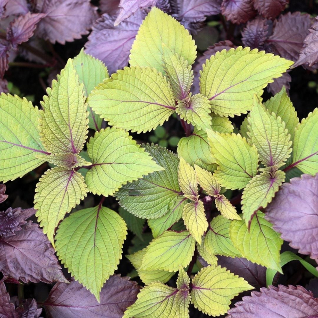 Biftek Otu Tohumu - Perilla Frutescens