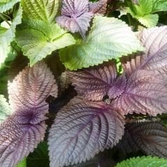 Biftek Otu Tohumu - Perilla Frutescens