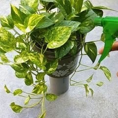 Genta Yeşil Yapraklı Bitkiler Sıvı Bitki Besini - 500 ml