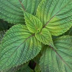 Biftek Otu Tohumu - Perilla Frutescens