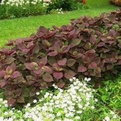 Biftek Otu Tohumu - Perilla Frutescens